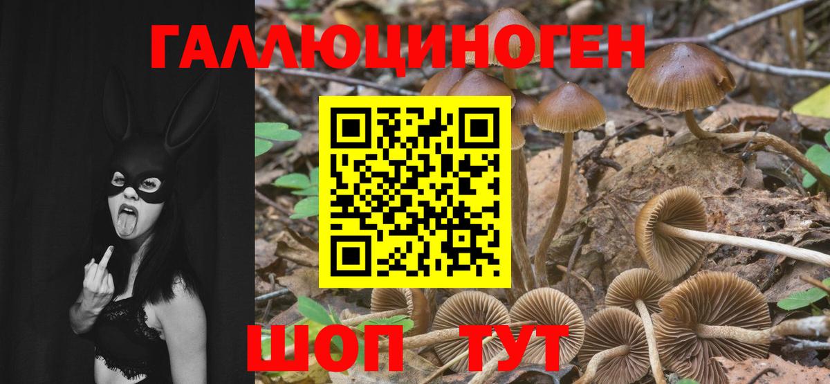 Псилоцибиновые грибы Psilocybine cubensis  Златоуст  Псилоцибиновые грибы прущие грибы 